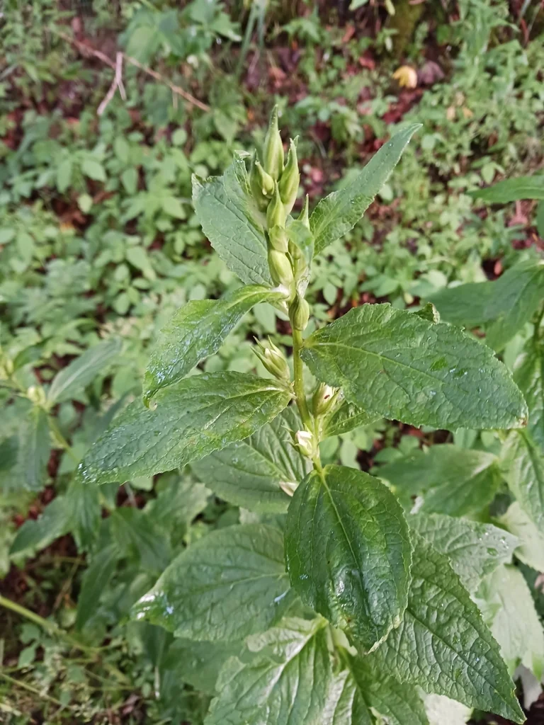 Campanula Latifolia