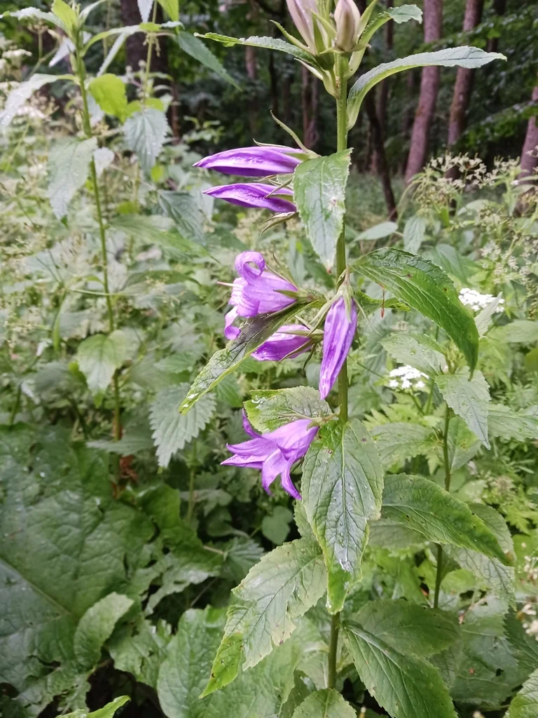 Campanula Latifolia