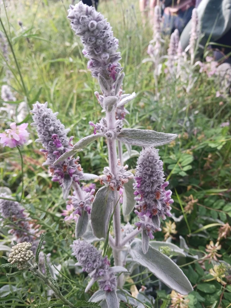 Stachys Byzantina