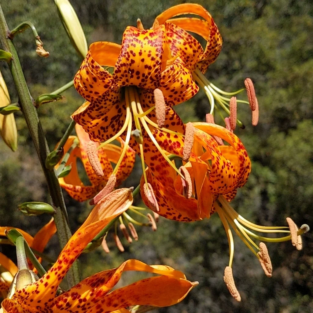 Lilium Humboldtii
