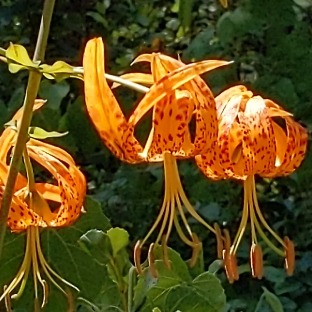 Lilium Humboldtii