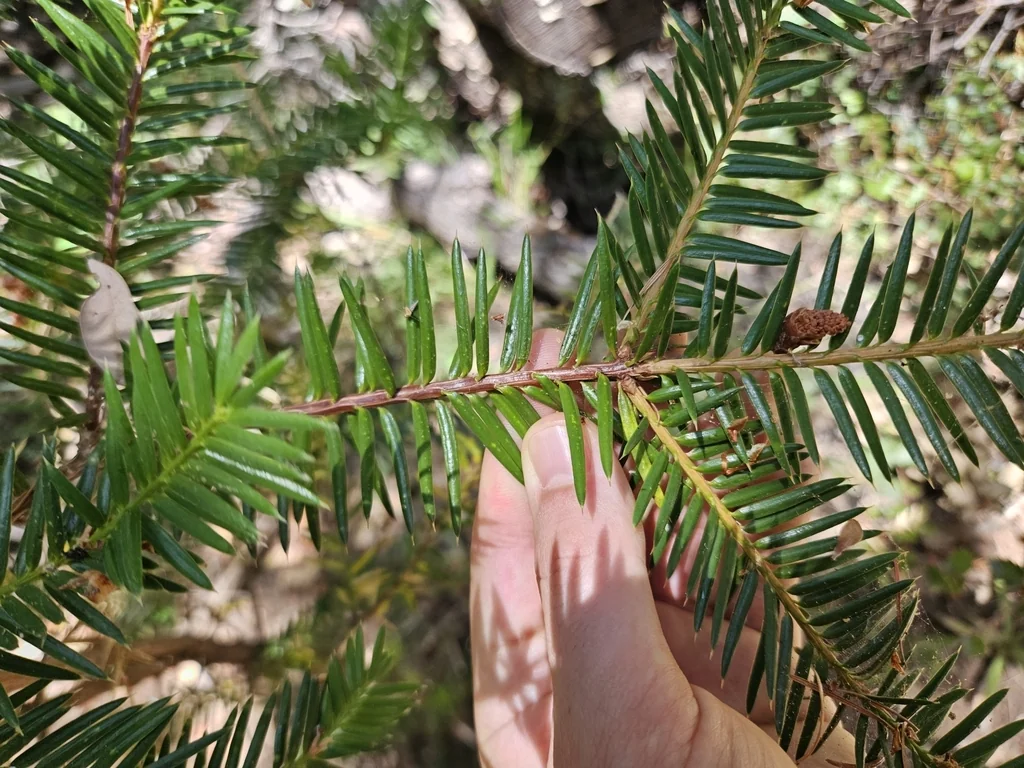 Torreya Californica