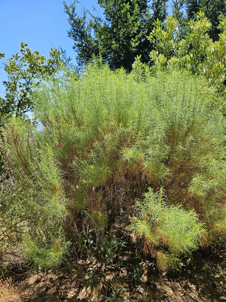 Ericameria Arborescens