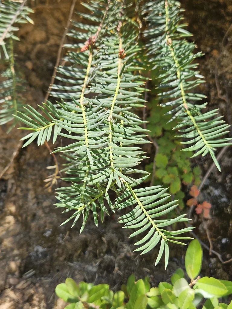 Torreya Californica