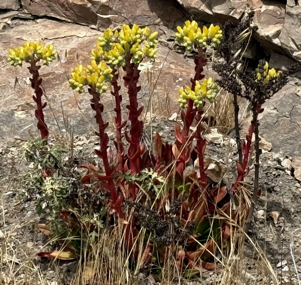 Dudleya Caespitosa