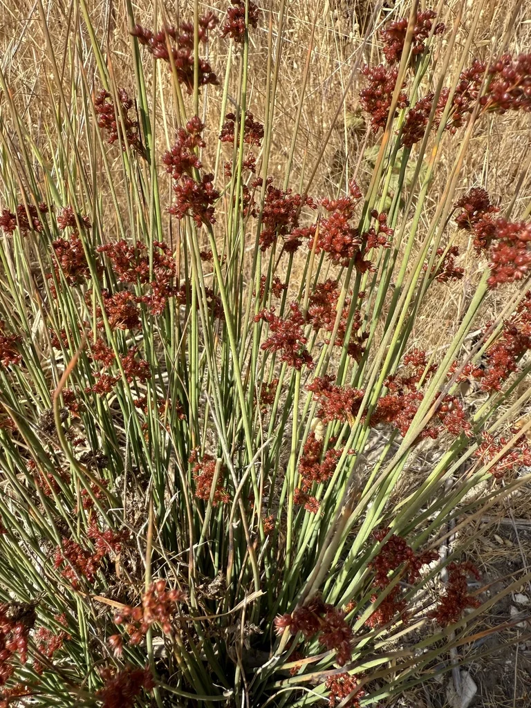Juncus Patens