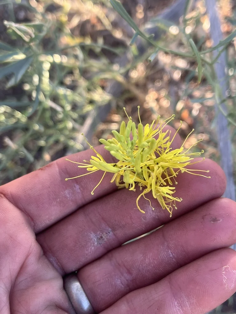 Stanleya Pinnata
