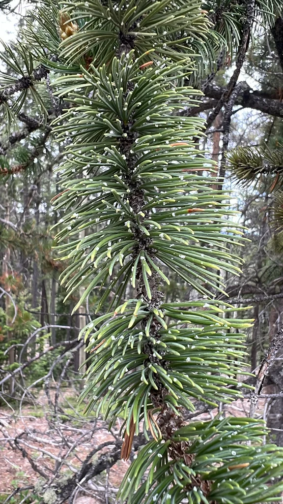 Pinus Aristata