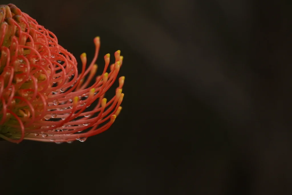 Leucospermum Cordifolium