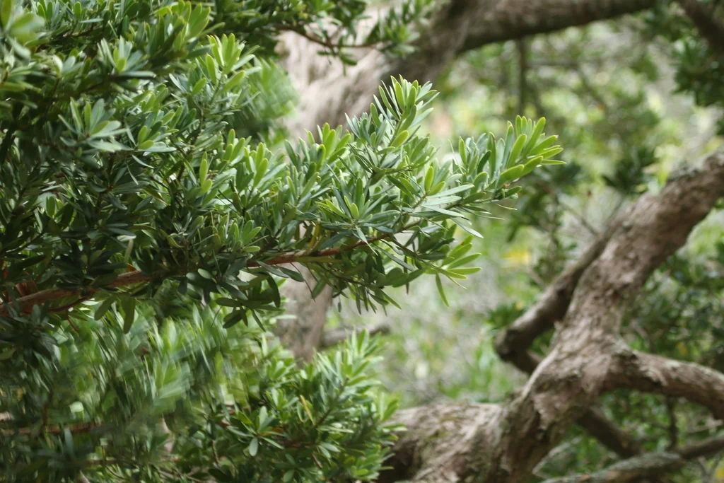 Podocarpus Latifolius