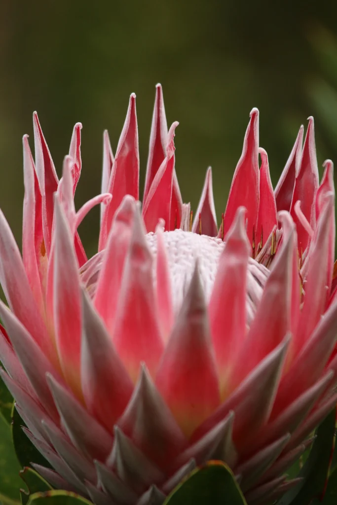Protea Cynaroides