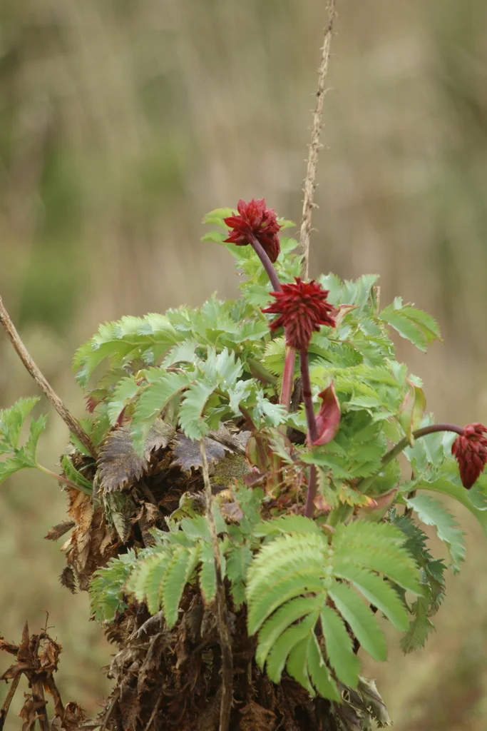 Melianthus Major