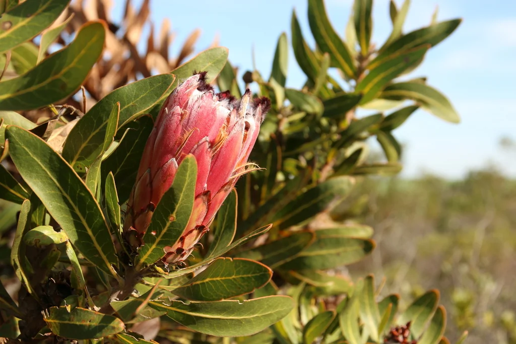 Protea Neriifolia