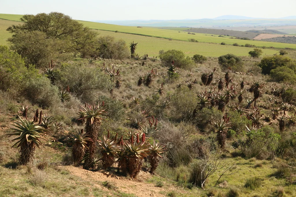 Aloe Ferox