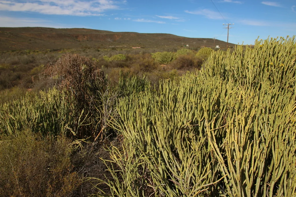 Euphorbia Mauritanica