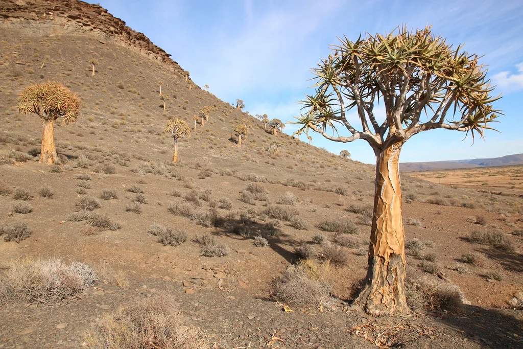 Aloe Dichotoma