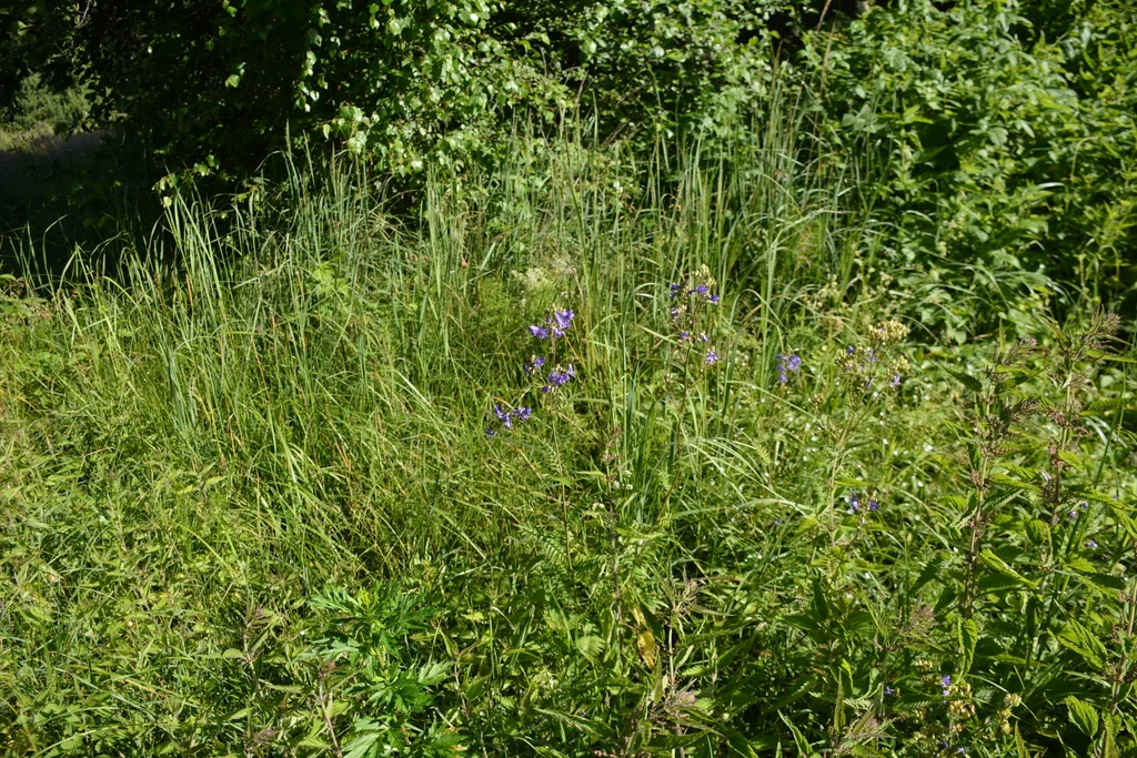 Polemonium Caeruleum