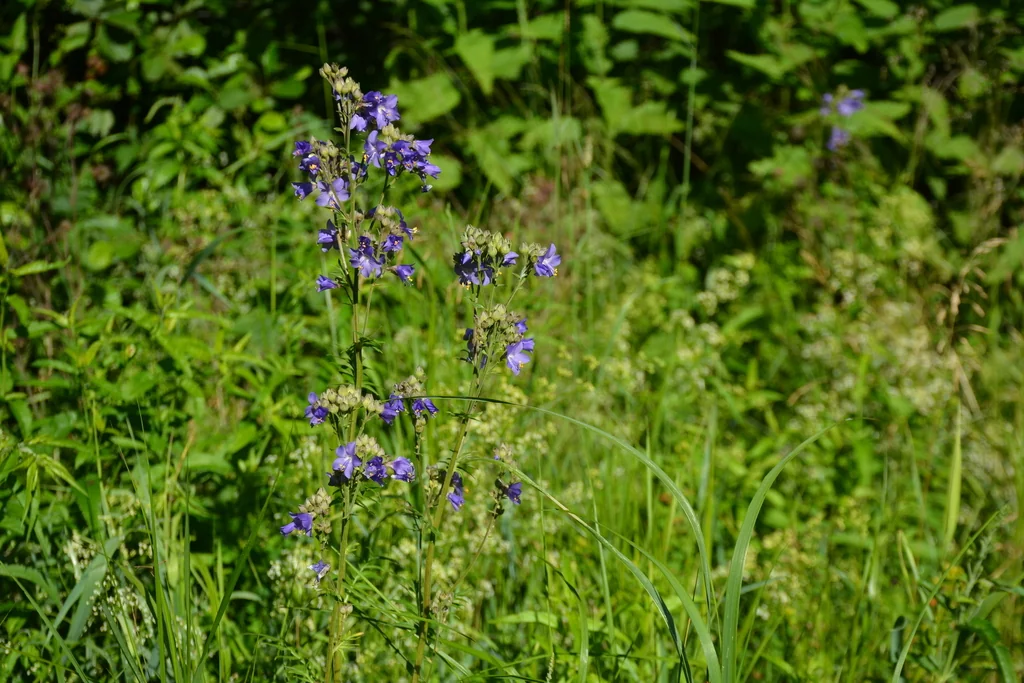 Polemonium Caeruleum