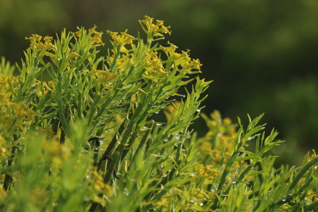 Euphorbia Mauritanica