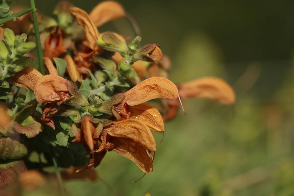 Salvia Africana-Lutea