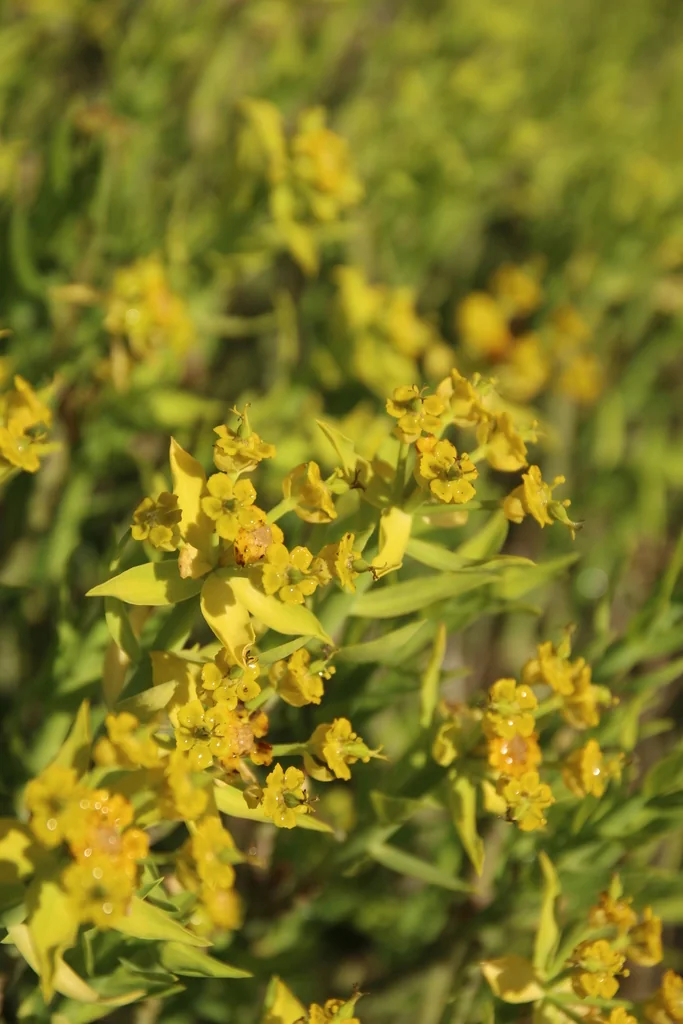Euphorbia Mauritanica