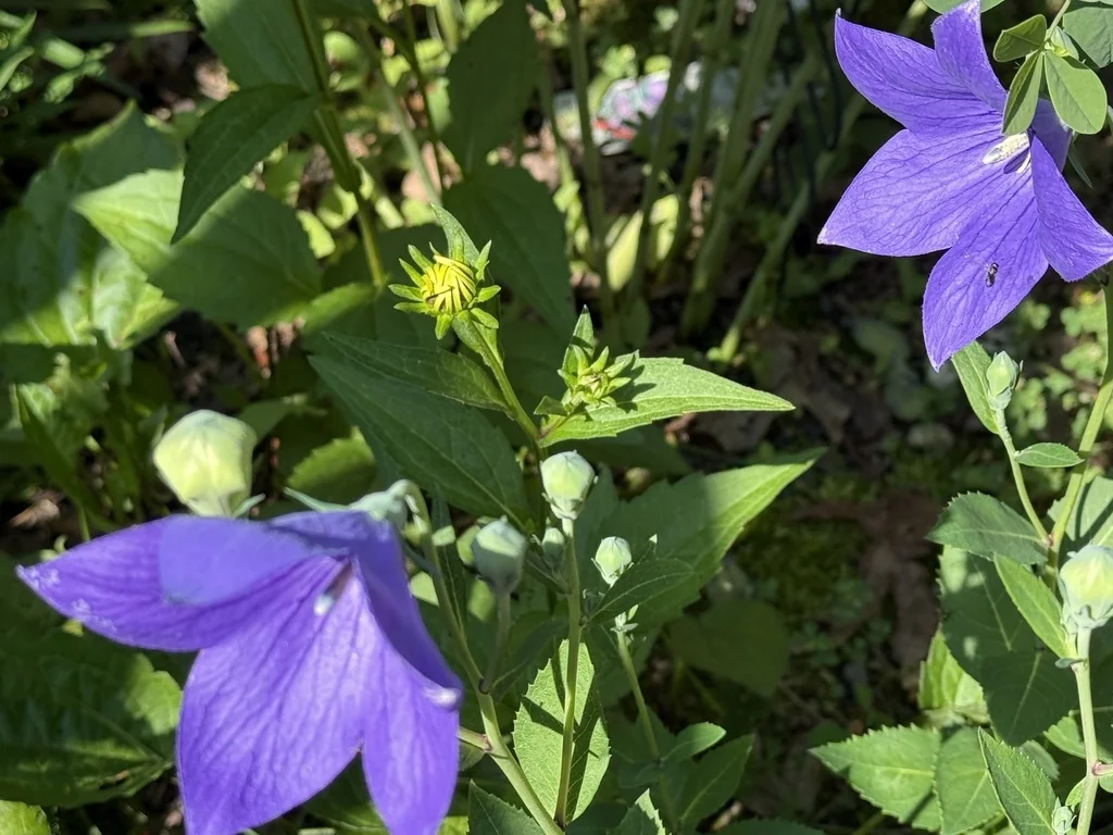 Platycodon Grandiflorus