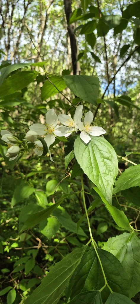 Philadelphus Coronarius