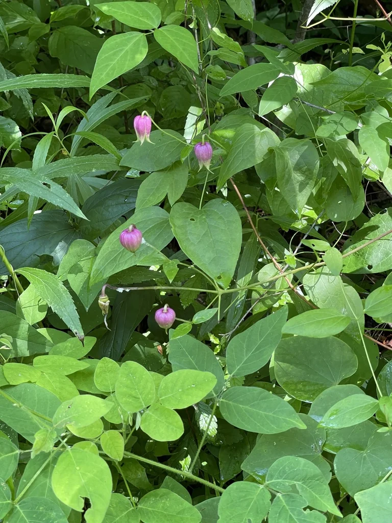 Clematis Viorna