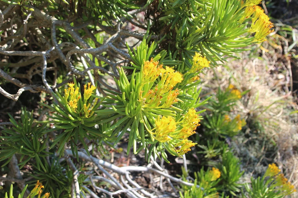 Senecio Barbertonicus