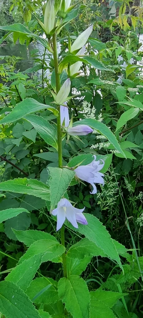 Campanula Latifolia