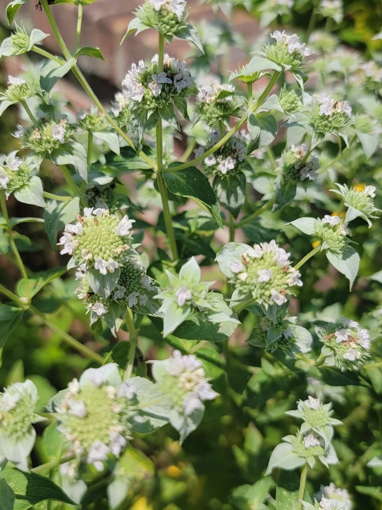 Pycnanthemum Muticum