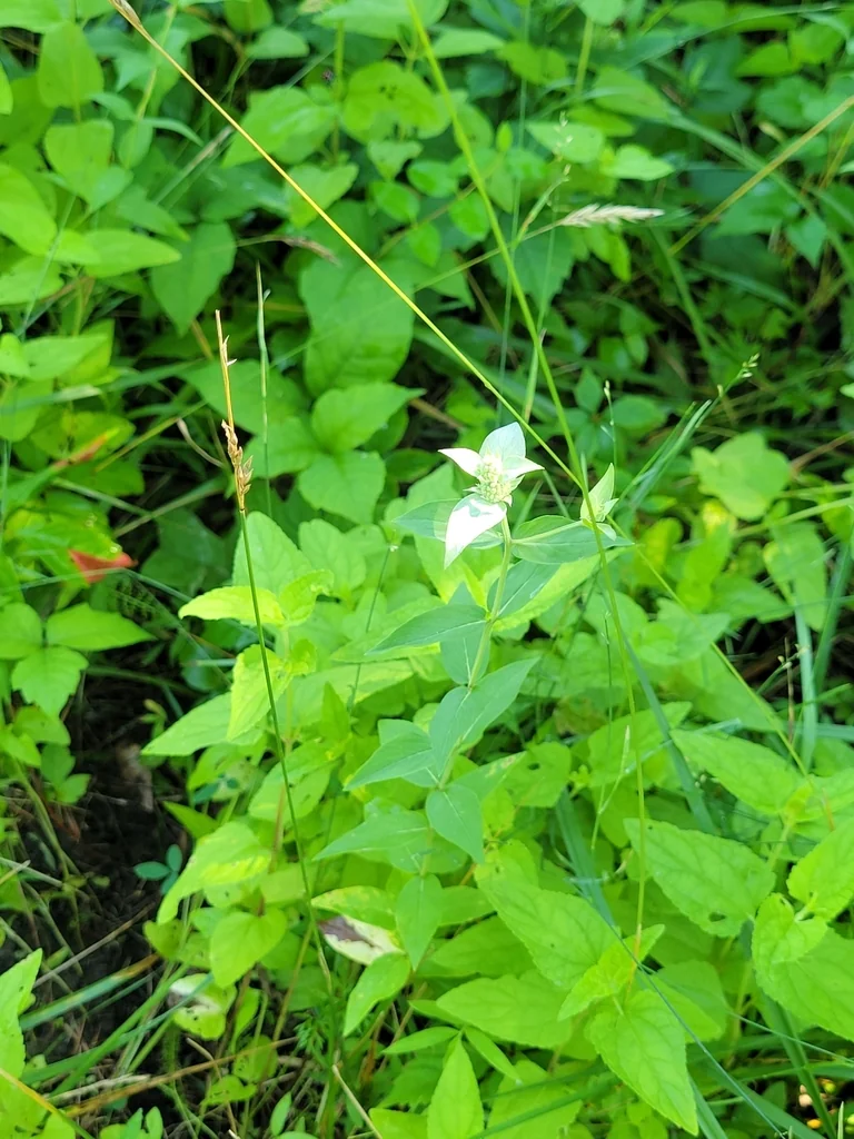 Pycnanthemum Muticum