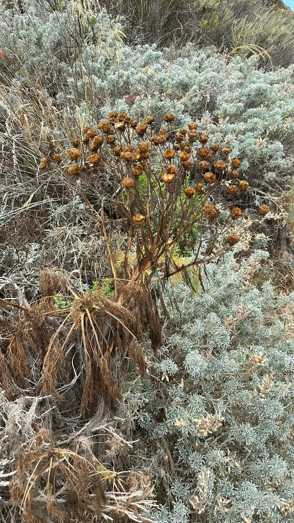 Coreopsis Gigantea
