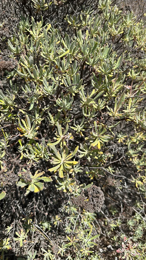 Eriogonum Arborescens
