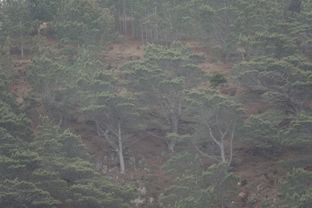Pinus Torreyana