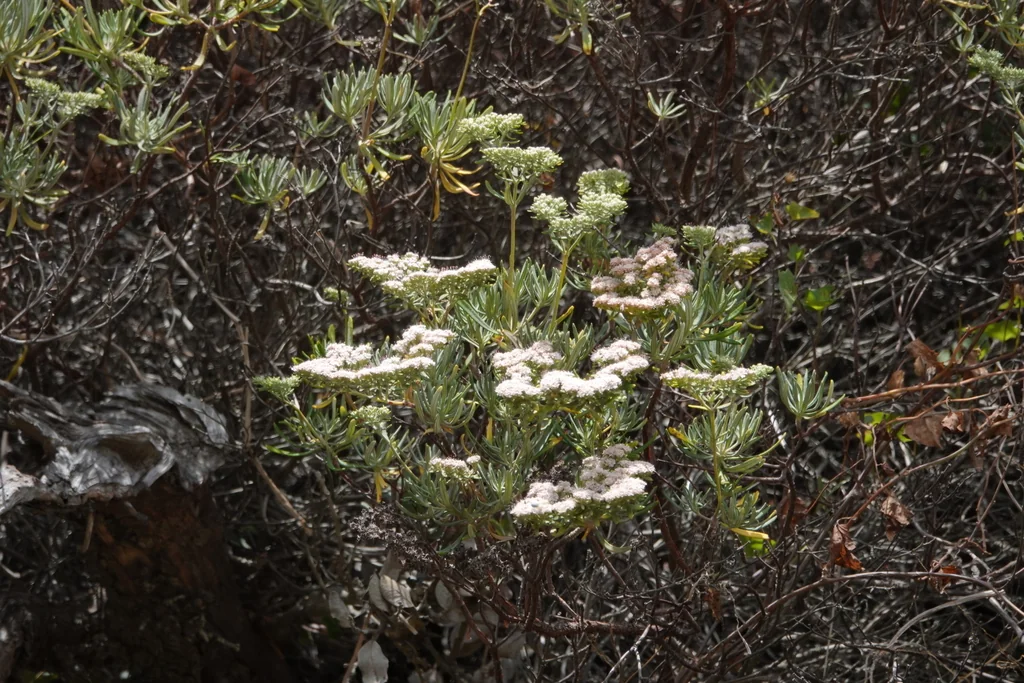 Eriogonum Arborescens