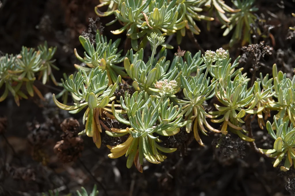 Eriogonum Arborescens