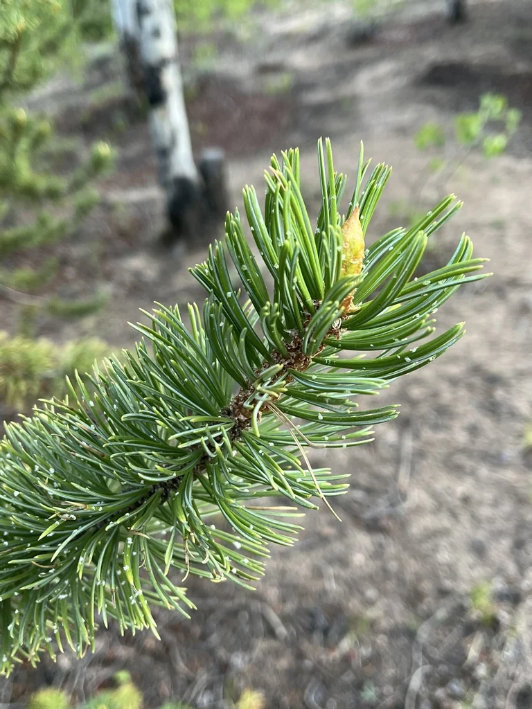 Pinus Aristata