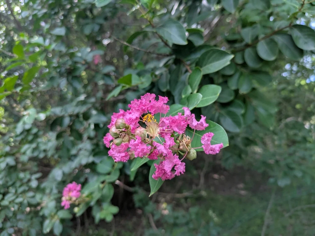 Lagerstroemia indica