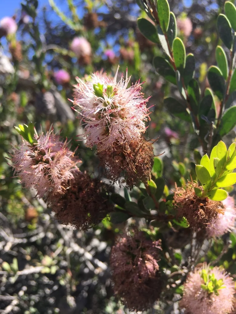 Melaleuca Nesophila