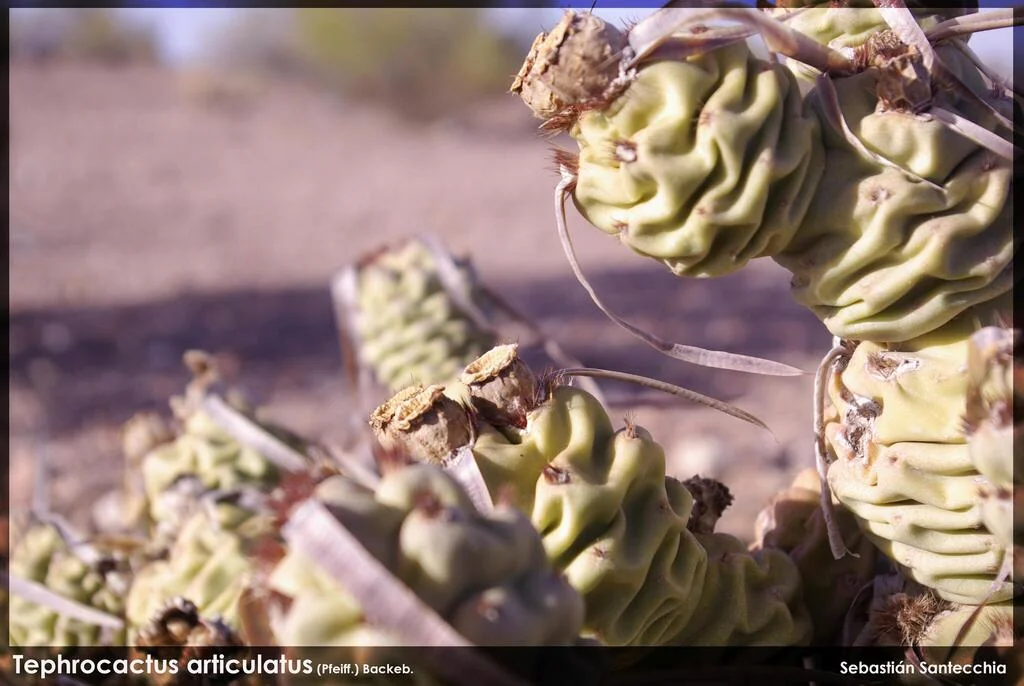 Tephrocactus Articulatus