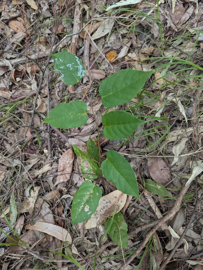 Cissus Antarctica