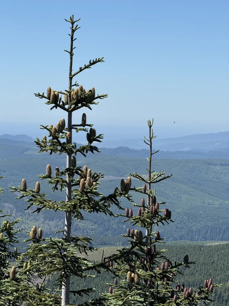 Abies Procera