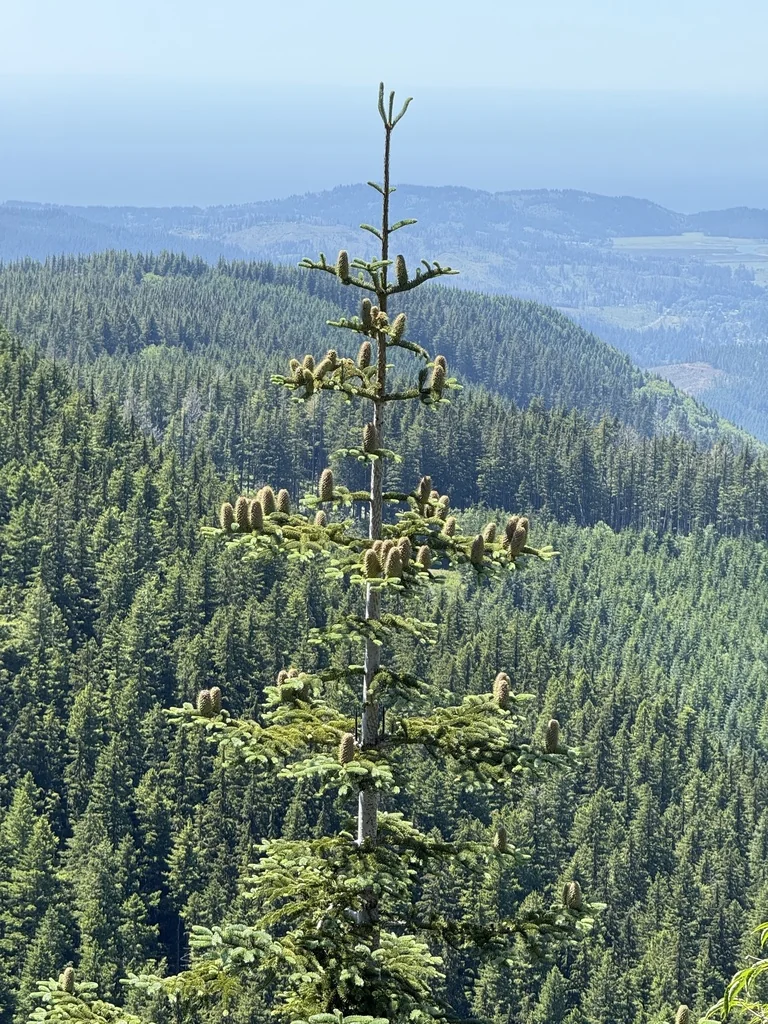 Abies Procera
