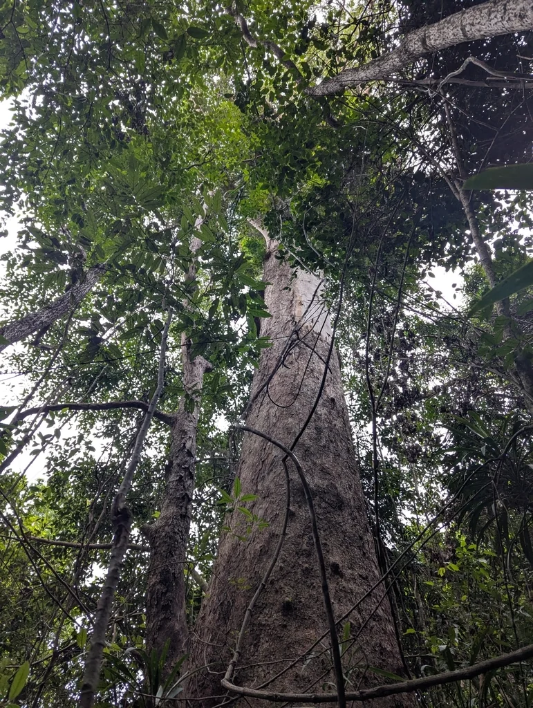 Lophostemon Confertus