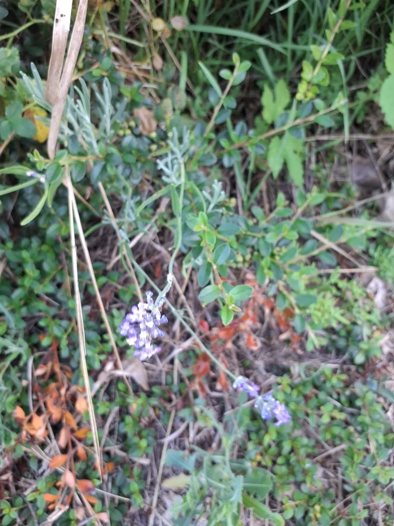 Lavandula angustifolia