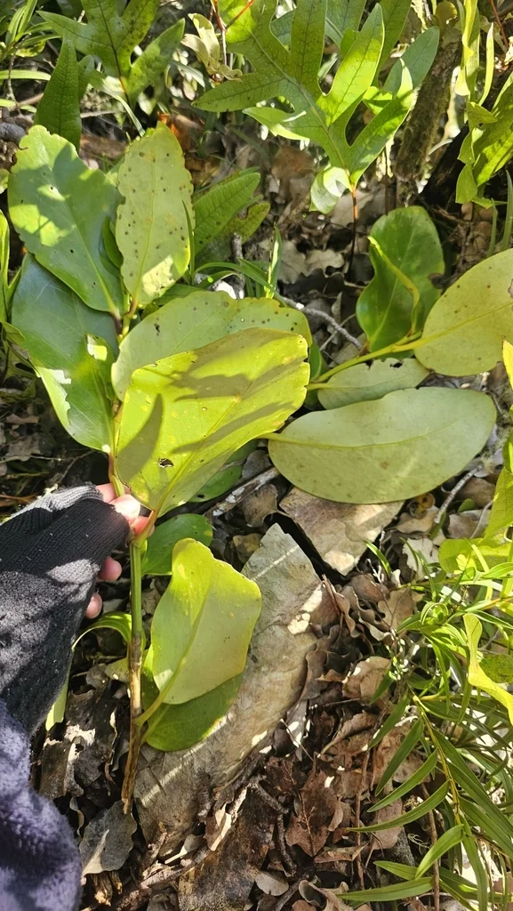 Griselinia Lucida