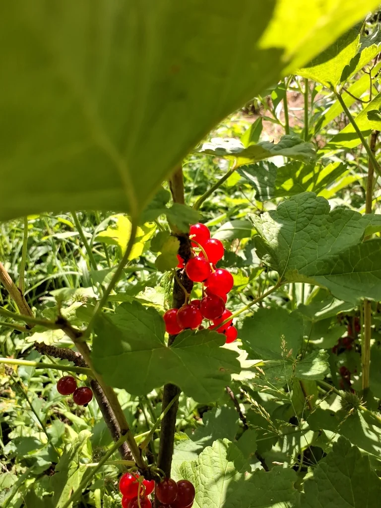 Ribes Rubrum
