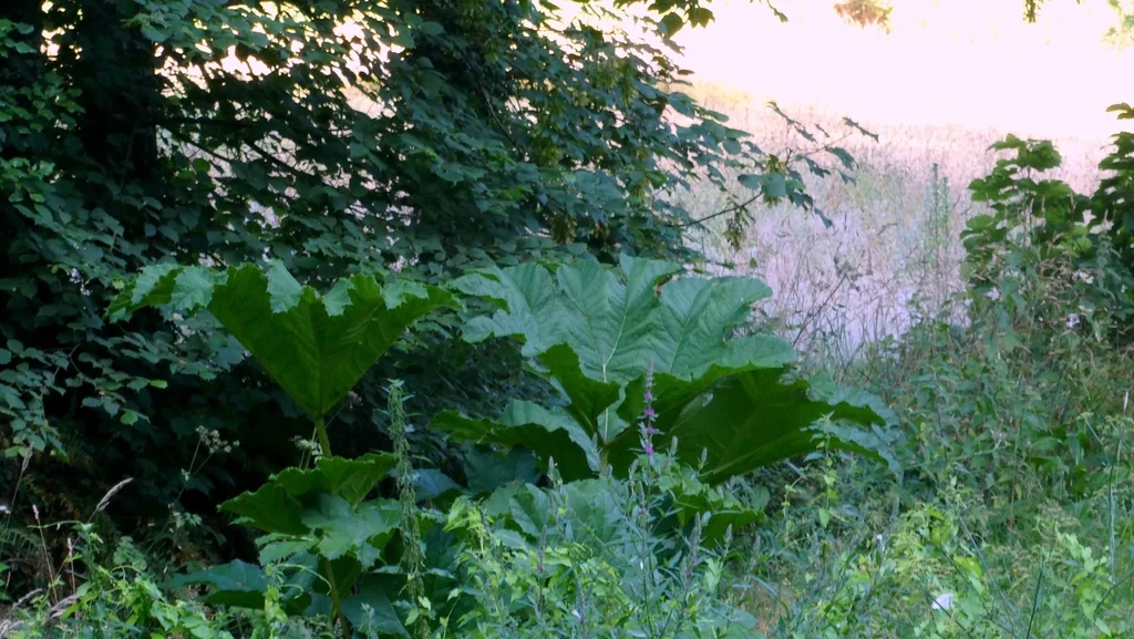 Gunnera Tinctoria