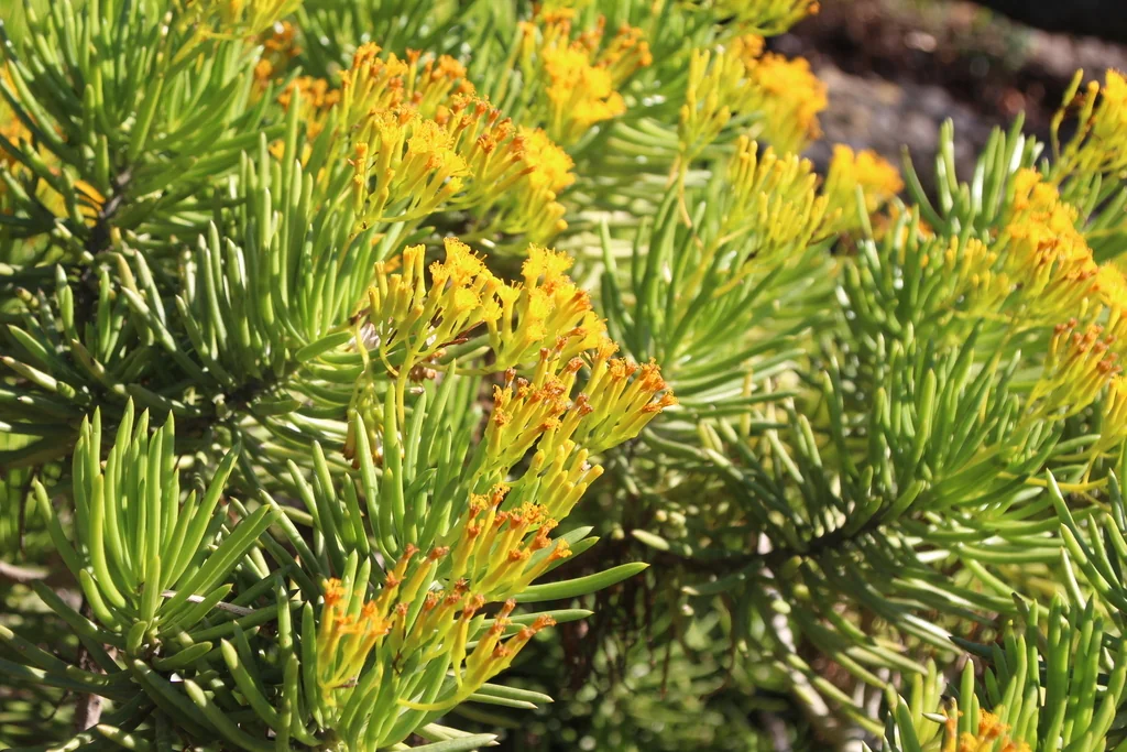 Senecio Barbertonicus
